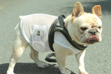 着るだけで-6℃！※1 「空調ペット服 COOL DOG(R)」　 ご要望に応え、9Lまでサイズ展開追加、 2023新コレクション発売！