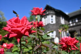 【東京都北区】＜事前案内＞旧古河庭園「秋のバラフェスティバル」開催