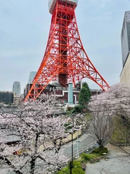 東京タワー、富士山に鴨川の桜。Atmoph Window 2から少し贅沢な室内花見を楽しもう