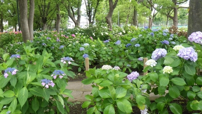 【篠崎公園】アジサイまつり ６月21日(日) 開催!