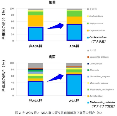 図2 非AGA群とAGA群の頭皮常在細菌及び真菌の割合（%）