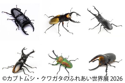 世界のレア昆虫が大集結