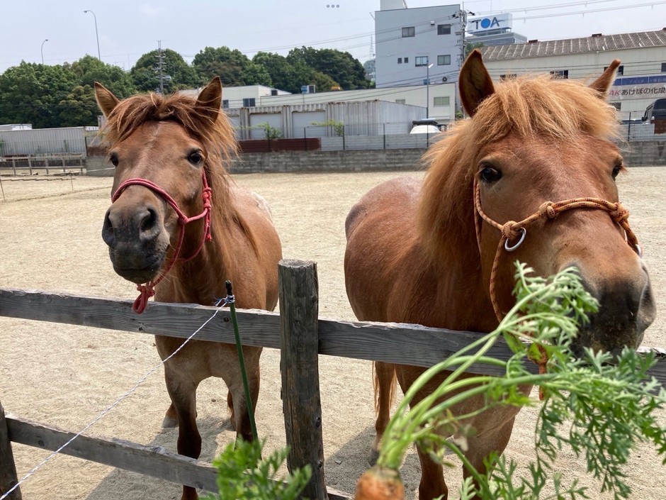 柏原市で生まれた道産子たち