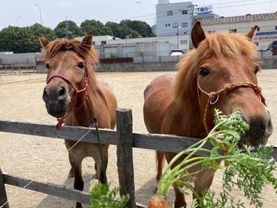 柏原市で生まれた道産子たち