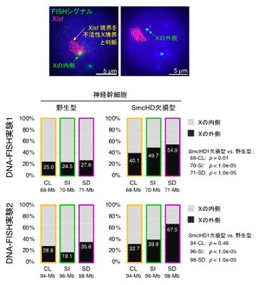図4 不活性XのDNA-FISH解析