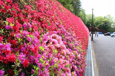 つどいの丘(キリシマツツジ)