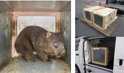 オーストラリアから大阪府池田市立五月山動物園へ ウォンバット2頭の輸送をサポートしました。