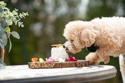 愛犬との同伴も可能