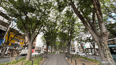 街路樹はただの木じゃない。私たちの暮らしを支えるその役割とは?