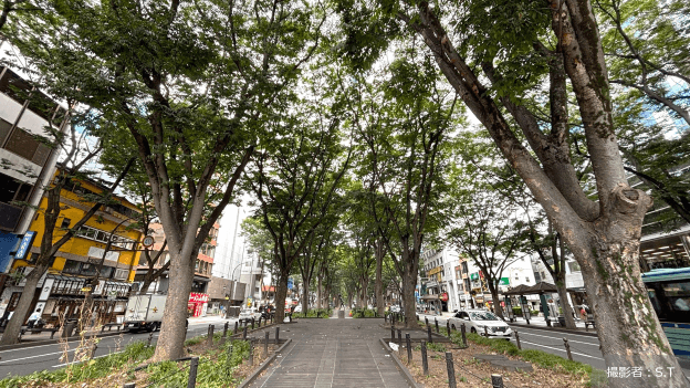 街路樹はただの木じゃない。私たちの暮らしを支えるその役割とは?
