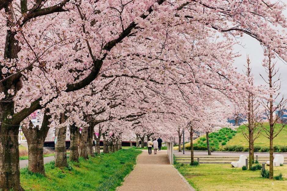 武庫川沿いの桜