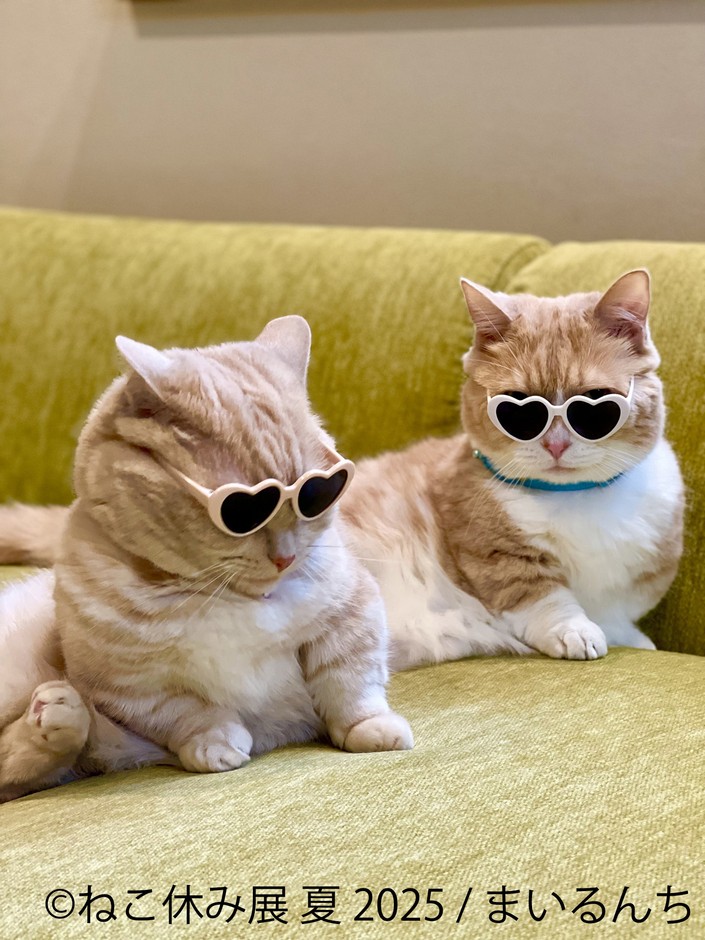 ねこ休み展 展示作品：まいるんち