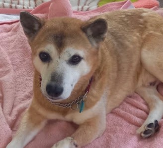 野犬から家族へ チビ太18歳