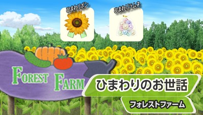 『ひまわりのお世話』