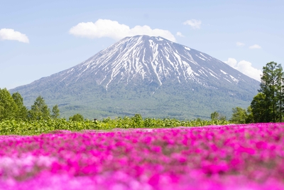 遅い春の訪れを知らせる芝桜