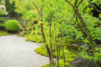 eXcafe京都嵐山本店から見える日本庭園
