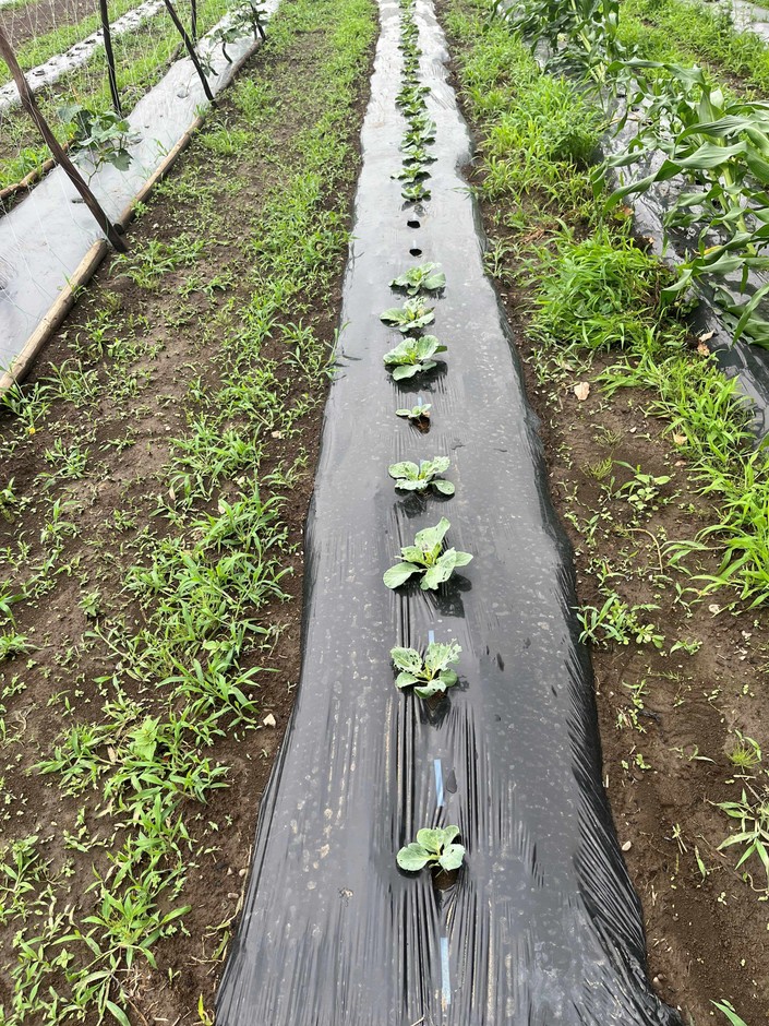 植物、バイオマス由来の生分解樹脂製農業用マルチフィルム2