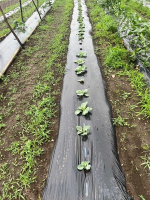 植物、バイオマス由来の生分解樹脂製農業用マルチフィルム2