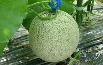 なら近大農法で生産されたメロン