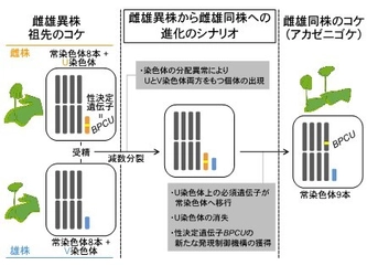 雌雄異株から雌雄同株への進化に伴う性染色体の運命とは　―コケ植物の有性生殖システム転換における染色体再編成の解明―