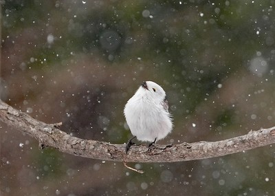 第8回年間グランプリ展 グランプリ「降雪を喜ぶ?シマエナガ」(O_muraさん)