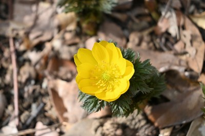 2月18日（水）の福寿草の様子（午前撮影）