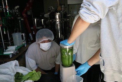 「大阪しろな」をミキサーにかけスムージーの状態に