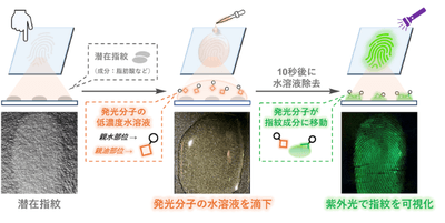 図1. 本研究で開発した発光分子の低濃度水溶液を用いた潜在指紋の可視化