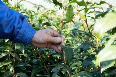 静岡の茶農家が丁寧に育てた希少品種
