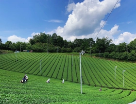 奈良県産「大和抹茶」の化粧品原料化を実現
ご当地コスメを通じて奈良の農の魅力を国内外へ発信
2027年度中に洗顔石けんやハンドクリームを上市予定