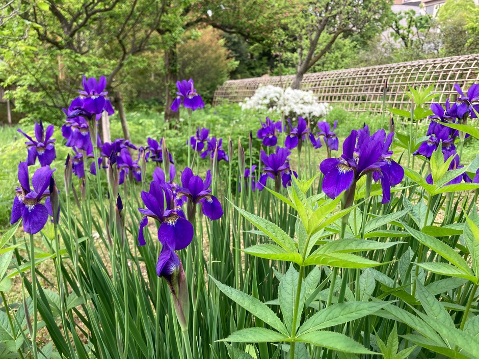 向島百花園