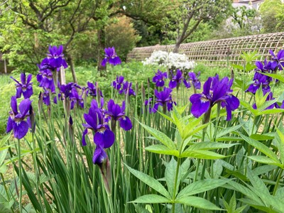向島百花園