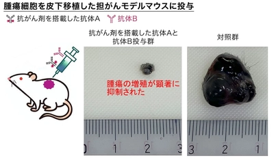 がん細胞に薬剤を高効率に取り込ませる新たな手法を発見　抗がん剤を効果的に送り込む「薬物送達ベクター」の開発応用に期待