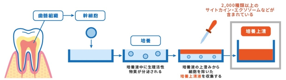 幹細胞培養上清液