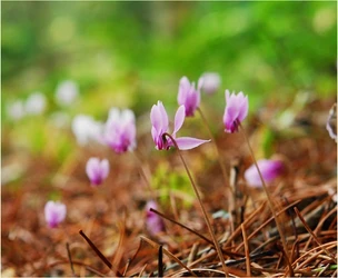 六甲高山植物園 原種シクラメン500株の群落見頃 「原種シクラメン展」好評開催中