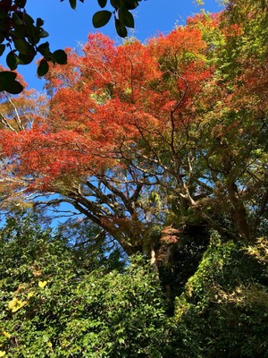 京都最大級の霊鑑寺楓