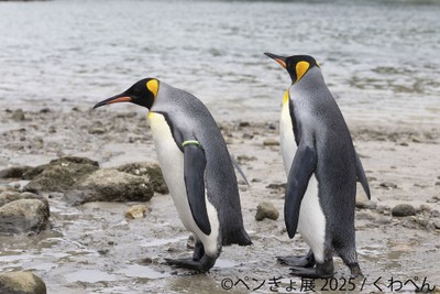 ペンギン 展示作品：くわぺん