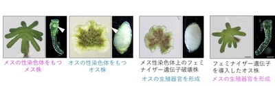 図2 フェミナイザー遺伝子の同定 メスの性染色体上にある今回同定した遺伝子を破壊するとオス化し、オスに特徴的な雄器托と造精器を形成する。一方、この遺伝子を遺伝的なオス株に与えると雌器托と造卵器を形成し、メスとなる。