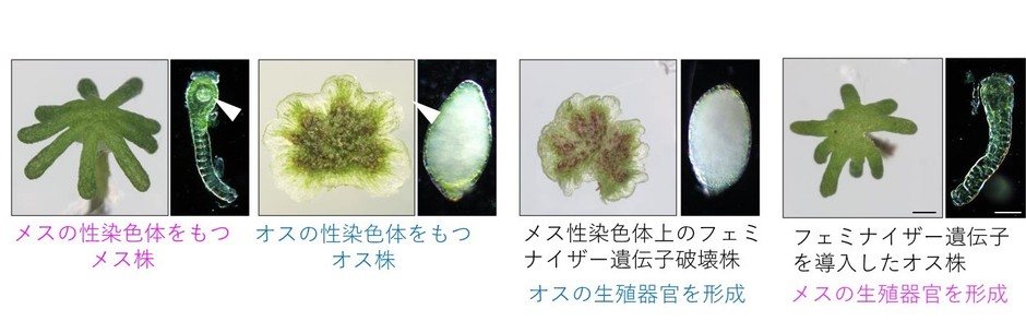 図2 フェミナイザー遺伝子の同定 メスの性染色体上にある今回同定した遺伝子を破壊するとオス化し、オスに特徴的な雄器托と造精器を形成する。一方、この遺伝子を遺伝的なオス株に与えると雌器托と造卵器を形成し、メスとなる。