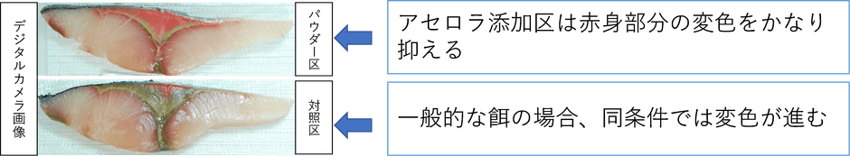 開封後、5℃空気暴露状態での保管による変色比較（72時間後）