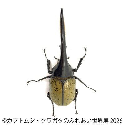 ヘラクレス(2)