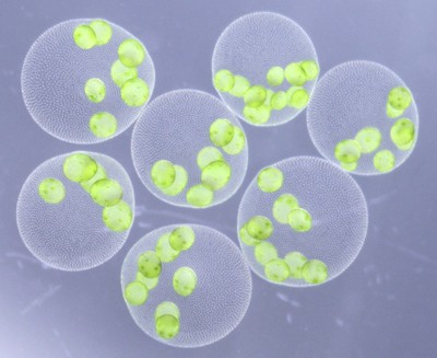 図1. 新種「ヒスイボルボックス」(Volvox chrysoprasus sp. nov.)の無性球体。内部に複数の娘球体をもつ。実体顕微鏡下で、暗視野に近い照明条件で撮影。