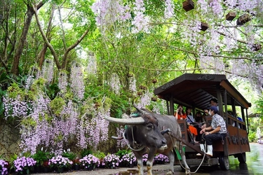 らんの花祭りうりずん2026～らんの舞～開催