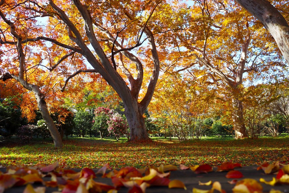 さるすべり・ざくろ園の紅葉の様子