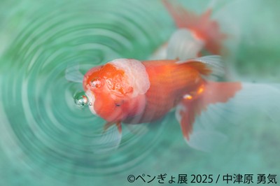 金魚 展示作品：中津原勇気(3)