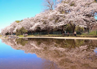 水面に映る桜並木