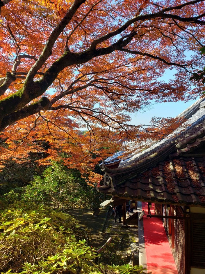 庭園の紅葉