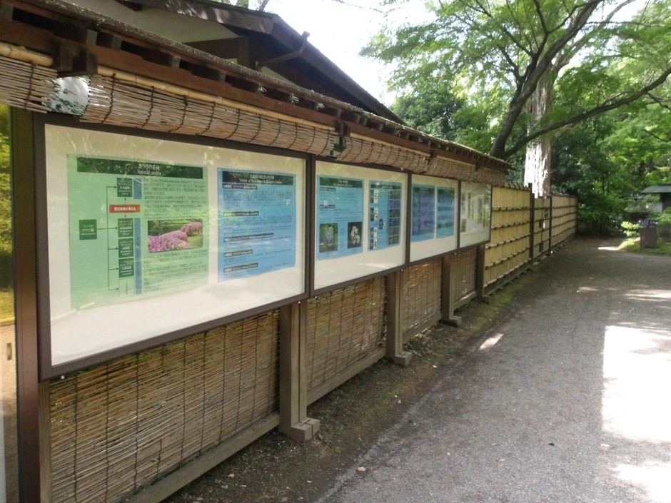 さつき・あじさいの解説パネル展示