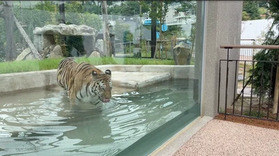 周南市徳山動物園「極東シベリアのタイガゾーン オオワシ～トラエリア」がオープン