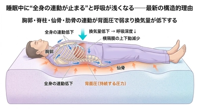 呼吸が浅く、交感神経を刺激し、不眠になる理由━━睡眠中は重力が90度変わるため、反発性のある寝具ほど呼吸弱化が起きるから
